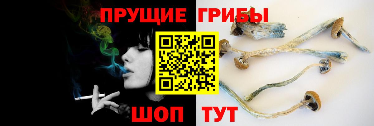 Псилоцибиновые грибы Cubensis Обь